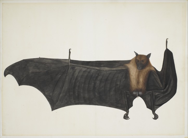 Great Indian Fruit Bat ca. 1777-82 attrib. to Bhawani Das